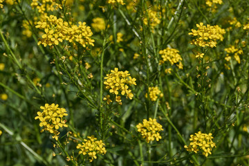 The first day of summer. Barbarea vulgaris (lat. Barbarea vulgaris) on a meadow.