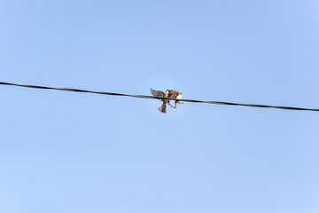 small sparrows on high voltage wires