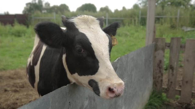 Black And White Cow