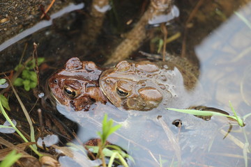 Toads mating in water