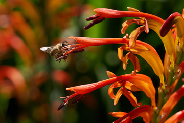 Bee with nectar ball, flying landing and feeding on Lucifer plants.  Side and Back views