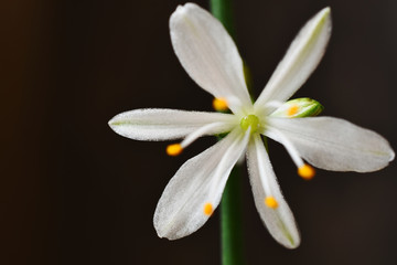 A close up image of a tiny white flower on a potted spider plant against a dark background. 