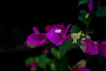 Fototapeta na wymiar Colorful flowers of botanical garden and rose garden of Ooty Tamilnadu India 