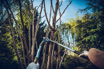 Cutting branches with shears. The man cuts branches of bushes, trees with hand shears. Concept of caring for the garden, the beauty of the garden. Allotment season. Shrub formation, tree appearance.