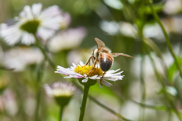 Honey Bee atop of a Santa Barbara Daisy Side and Back view