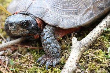 Wood turtle