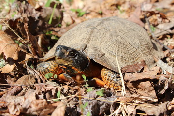 Wood turtle