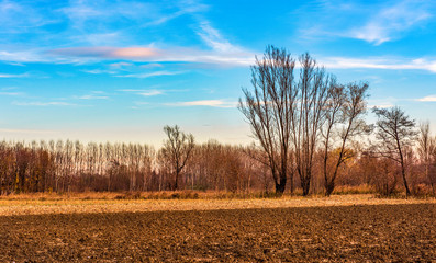 An autumn landscape of a plowed field and barren trees in Friuli Italy