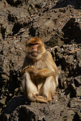 Fototapeta premium portrait of a little monkey sitting on a rock in the wild