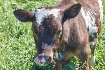 Fototapeta premium The first day of summer. Goby grazes in the meadow.