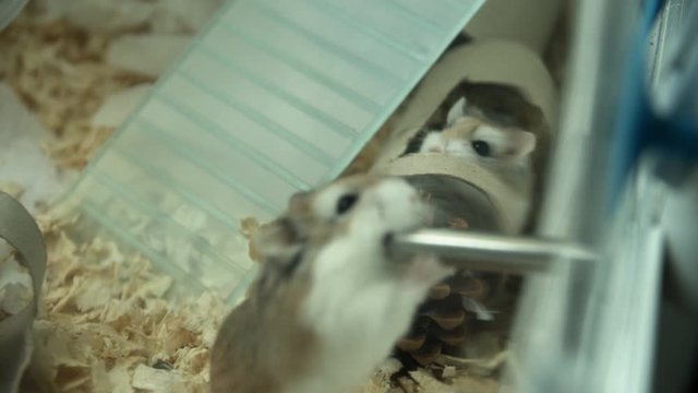 Two Hamsters Drinking
