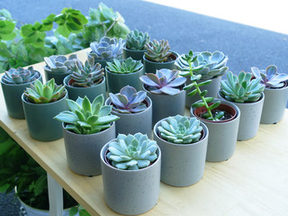 Various kinds of succulent plants in different concrete pots displayed on a wooden table for sale.