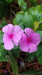 pink flower in the garden