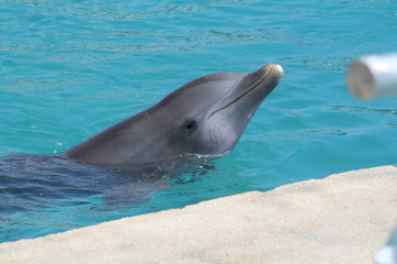Fototapeta premium Golfinho