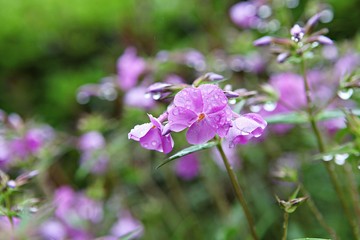 한국 인천시 남동구 인천대공원 입니다