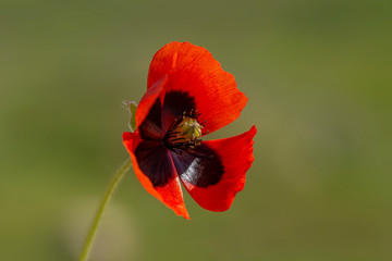 Red poppies (common names: common poppy, corn poppy, corn rose, field poppy, Flanders poppy, red poppy, red weed, coquelicot) on white background with space for text.