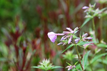 한국 인천시 남동구 인천대공원 입니다