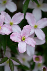 Clematis montana in flower