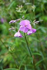 한국 인천시 남동구 인천대공원 입니다
