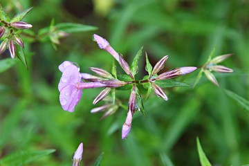 한국 인천시 남동구 인천대공원 입니다