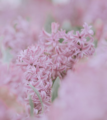 Pink Hyacinthus Flowers, Background or texture
