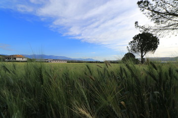 Campi di grano