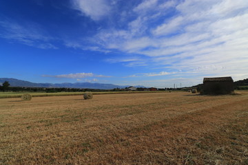 Campi di grano
