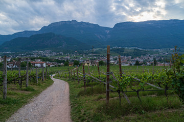 Fototapeta premium Paths in the orchards of Appiano in Italian South Tyrol