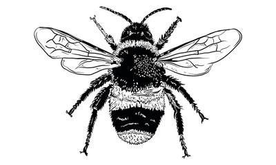 Hand Drawn Vector Illustration of a Bee, Isolated on a White Background. Hand Drawn Insect Illustration for Greeting Card, Social Media or Poster.
