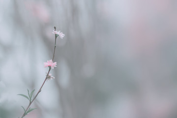 Pink peach blossom close up; flower background