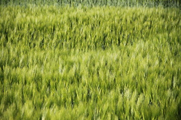 Green young Wheat straw agriculture