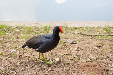 Frango d'água