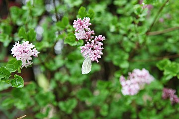 한국 인천시 남동구 인천대공원 입니다