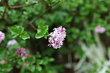 한국 인천시 남동구 인천대공원 입니다