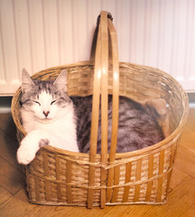 Fototapeta na wymiar Relaxed cat lying in wicker basket