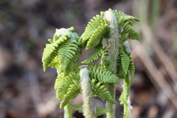 sprouting ferns 