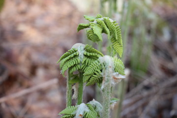 sprouting ferns 