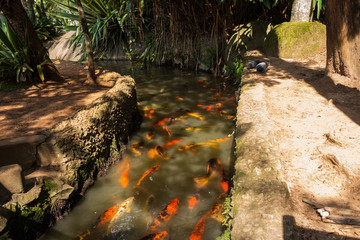 Riacho de carpas no Horto Florestal