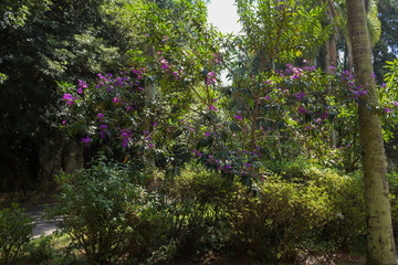 Fototapeta premium Vegetação no Horto Florestal