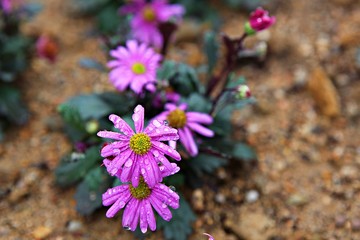 한국 인천시 남동구 인천대공원 입니다