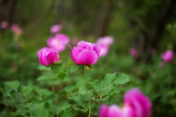 Wild pink peonies bloom in the spring in the forest.