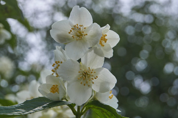 Obraz premium The first day of summer. Blossoms jasmine bush.