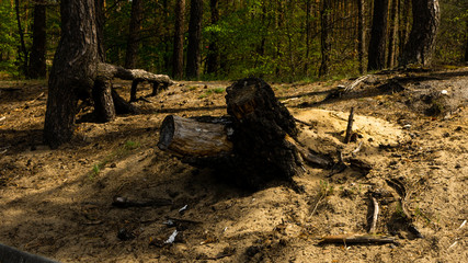 
Tree trunk and View of the Sokolich and Olsztyn nature reserve. Free space for an inscription