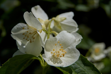 The first day of summer. Blossoms jasmine bush.