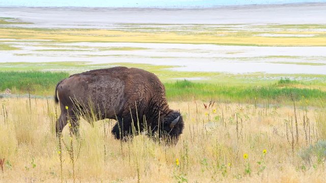 One single bison side view grazing on grass eating on Antelope Island State Park near Great Salt Lake City in Utah, USA