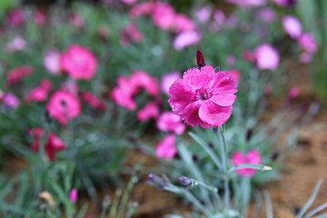 Fototapeta premium 한국 인천시 남동구 인천대공원 입니다