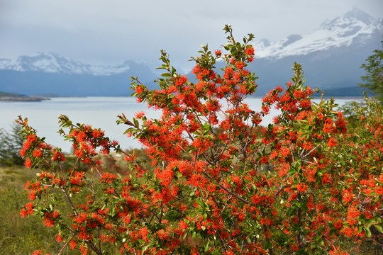 Embothrium coccineum, commonly known as the Chilean firetree, Chilean firebush, or notro