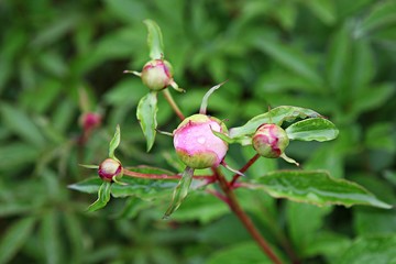한국 인천시 남동구 인천대공원 입니다