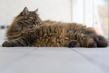 Siberian breed of cat relaxes in a garden. Hypoallergenic domestic animal of livestock with long hair