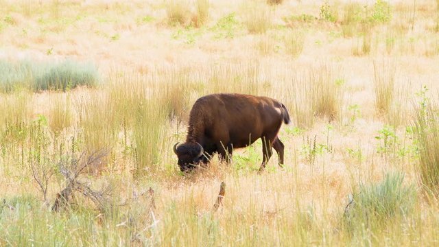 One single female bison side view grazing on grass eating on Antelope Island State Park near Great Salt Lake City in Utah, USA